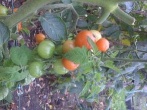 Tomatoes still ripening in October 2011